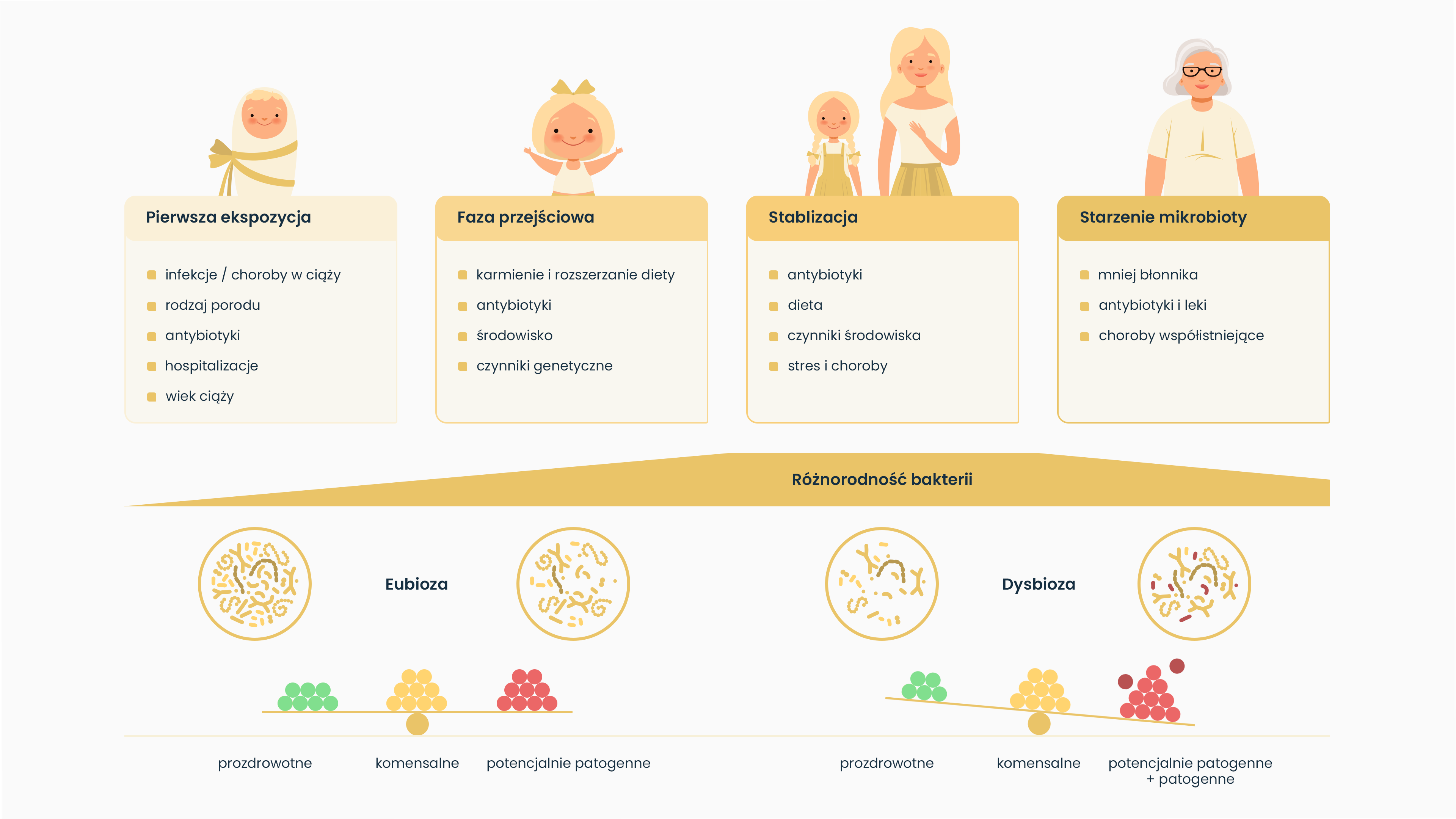 Rycina przedstawiająca kształtowanie się mikrobioty jelitowej człowieka i jej skład na przestrzeni różnych etapów życia