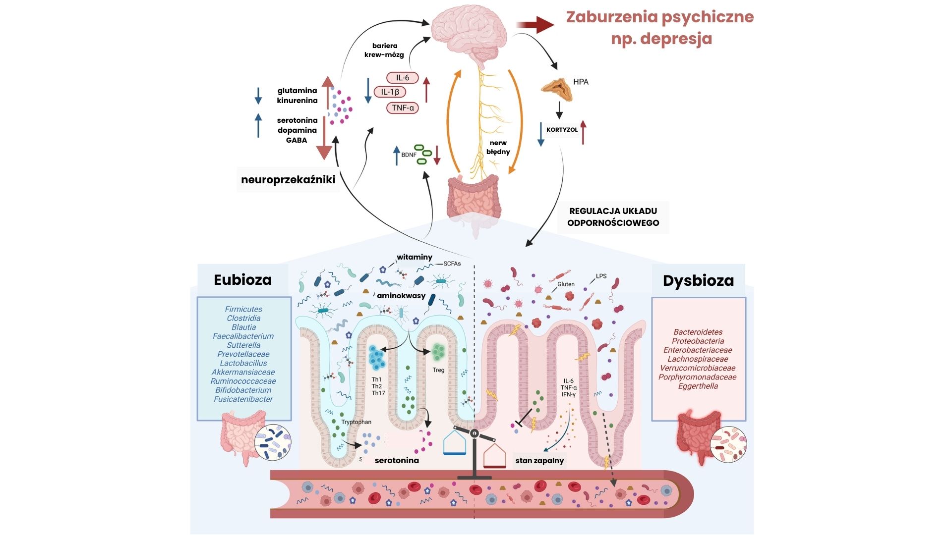 Schemat pokazujący, że równowaga mikrobioty jelitowej wpływa korzystnie na produkcję neuroprzekaźników i funkcjonowanie mózgu. Z kolei zaburzenia mikrobioty, czyli dysbioza pogarsza funkcjonowanie układu nerwowego i może przyczyniać się do zaburzeń psychicznych np. depresji.